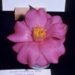 Margaret Dykes